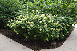 Gatsby Glow Balll Hydrangea (Hydrangea quercifolia 'NCHQ1') at Lakeshore Garden Centres