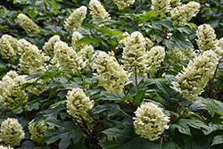 Gatsby Glow Balll Hydrangea (Hydrangea quercifolia 'NCHQ1') at Lakeshore Garden Centres