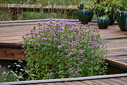 Wild Beebalm (Monarda fistulosa) at Peter Knippel Garden Centre