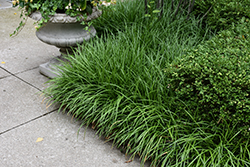 Snake's Beard (Ophiopogon japonicus) at Lakeshore Garden Centres