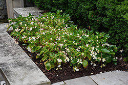 Dragon Wing White Begonia (Begonia 'Dragon Wing White') at Lakeshore Garden Centres