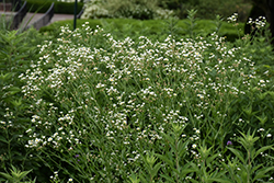 Prairie Fleabane (Erigeron strigosus) at Lakeshore Garden Centres