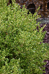 Golden Dream Boxwood (Buxus microphylla 'Peergold') at Lakeshore Garden Centres