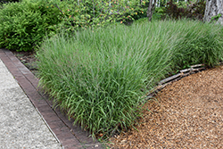 Shenandoah Reed Switch Grass (Panicum virgatum 'Shenandoah') at Peter Knippel Garden Centre