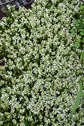 White Moss Thyme (Thymus praecox 'Albus') at Green Thumb Garden Centre