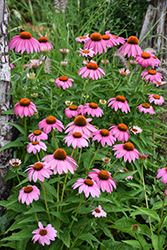 Purple Coneflower (Echinacea purpurea) at Peter Knippel Garden Centre