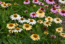 Mellow Yellows Coneflower (Echinacea purpurea 'Mellow Yellows') at Lakeshore Garden Centres