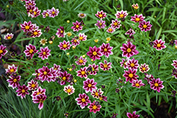 Cosmic Evolution Tickseed (Coreopsis 'Cosmic Evolution') at Lakeshore Garden Centres