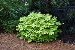 Sun King Japanese Spikenard (Aralia cordata 'Sun King') at Peter Knippel Garden Centre