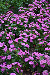 SunPatiens Compact Hot Pink New Guinea Impatiens (Impatiens 'SAKIMP061') at Lakeshore Garden Centres