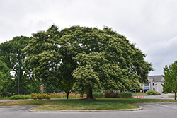 Korean Evodia (Tetradium daniellii) at Lakeshore Garden Centres