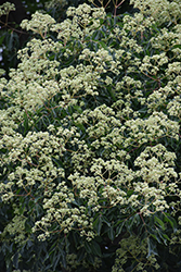 Korean Evodia (Tetradium daniellii) at Lakeshore Garden Centres