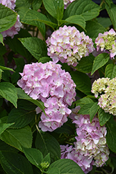 All Summer Beauty Hydrangea (Hydrangea macrophylla 'All Summer Beauty') at Lakeshore Garden Centres