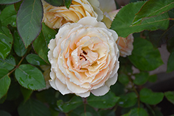 Euphoria Rose (Rosa 'Euphoria') at Lakeshore Garden Centres