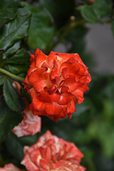 Charisma Rose (Rosa 'Charisma') at Lakeshore Garden Centres