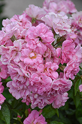 China Doll Rose (Rosa 'China Doll') at Lakeshore Garden Centres