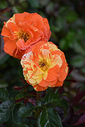 Oranges 'n' Lemons (Rosa 'Oranges 'n' Lemons') at Lakeshore Garden Centres