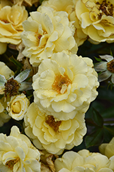 Good Day Sunshine Rose (Rosa 'TEXrisu') at Lakeshore Garden Centres