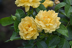 Royal Gold Rose (Rosa 'Royal Gold') at Lakeshore Garden Centres