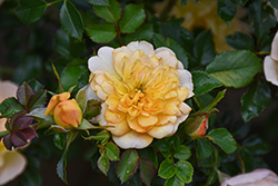 Itsy Bitsy Peach Rose (Rosa 'MEIkapette') at Lakeshore Garden Centres