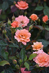 Coral Knock Out Rose (Rosa 'Radral') at Green Thumb Garden Centre