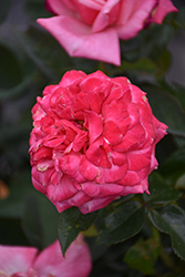 Big Momma Rose (Rosa 'Meitafnah') at Lakeshore Garden Centres