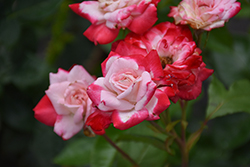 Candy Cane Cocktail Rose (Rosa 'Meiriansois') at Lakeshore Garden Centres