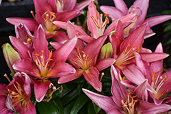 Lily Looks Tiny Pearl Lily (Lilium 'Tiny Pearl') at Peter Knippel Garden Centre