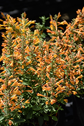 Arizona Sandstone Hyssop (Agastache 'Arizona Sandstone') at Lakeshore Garden Centres