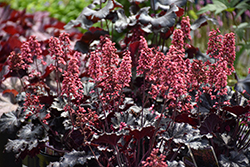 Timeless Night Coral Bells (Heuchera 'Timeless Night') at Peter Knippel Garden Centre
