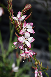 Rosy Jane Gaura (Gaura lindheimeri 'Rosy Jane') at Peter Knippel Garden Centre