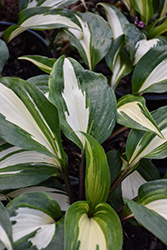 Raspberry Sundae Hosta (Hosta 'Raspberry Sundae') at Peter Knippel Garden Centre