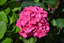 Red Sensation Hydrangea (Hydrangea macrophylla 'Red Sensation') at Lakeshore Garden Centres