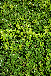 NewGen Independence Boxwood (Buxus 'SB 108') at Lakeshore Garden Centres