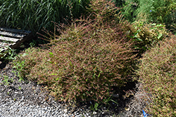 Pinky Bells Abelia (Abelia x grandiflora 'Lynn') at Lakeshore Garden Centres