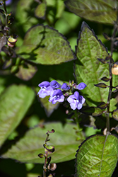 Appalachian Blues Skullcap (Scutellaria 'Appalachian Blues') at Lakeshore Garden Centres