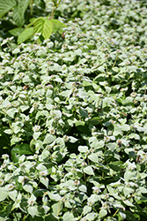 Short Toothed Mountain Mint (Pycnanthemum muticum) at Green Thumb Garden Centre