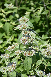 Short Toothed Mountain Mint (Pycnanthemum muticum) at Green Thumb Garden Centre