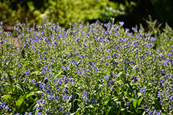 Hoary Skullcap (Scutellaria incana) at Peter Knippel Garden Centre