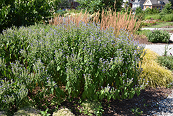 Hoary Skullcap (Scutellaria incana) at Peter Knippel Garden Centre