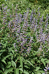 Blue Diddley Chaste Tree (Vitex agnus-castus 'SMVACBD') at Lakeshore Garden Centres