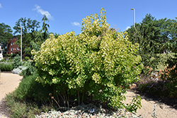 Winecraft Gold Smokebush (Cotinus coggygria 'MINCOJAU3') at Peter Knippel Garden Centre