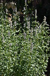 Crazy Fortune Anise Hyssop (Agastache 'Crazy Fortune') at Lakeshore Garden Centres
