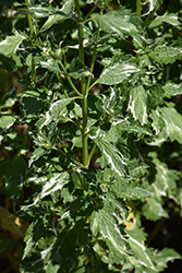 Crazy Fortune Anise Hyssop (Agastache 'Crazy Fortune') at Lakeshore Garden Centres