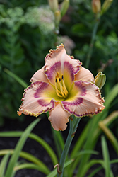 Rainbow Rhythm King Of The Ages Daylily (Hemerocallis 'King Of The Ages') at Lakeshore Garden Centres