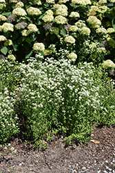 Appalachian Mountain Mint (Pycnanthemum flexuosum) at Lakeshore Garden Centres