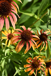 Fiery Meadow Mama Coneflower (Echinacea 'Fiery Meadow Mama') at Peter Knippel Garden Centre