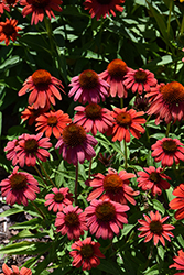 Summersong Firefinch Coneflower (Echinacea 'Firefinch') at Peter Knippel Garden Centre