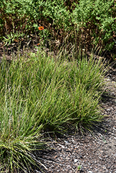 Greenlee Hybrid Moor Grass (Sesleria 'Greenlee') at Lakeshore Garden Centres