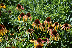 Fiery Meadow Mama Coneflower (Echinacea 'Fiery Meadow Mama') at Peter Knippel Garden Centre